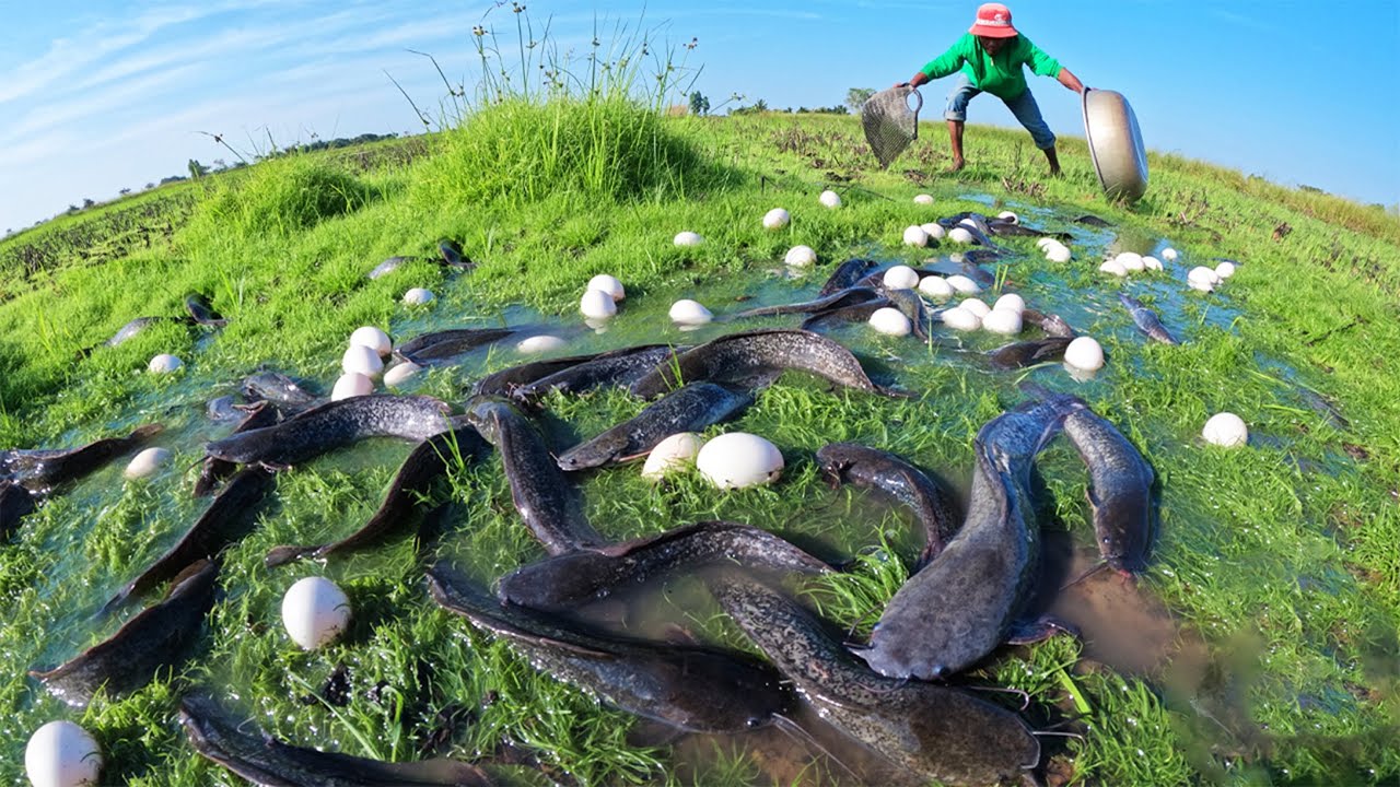 Top Video! A fisherman catch a lot of fish and pick duck eggs in rice field