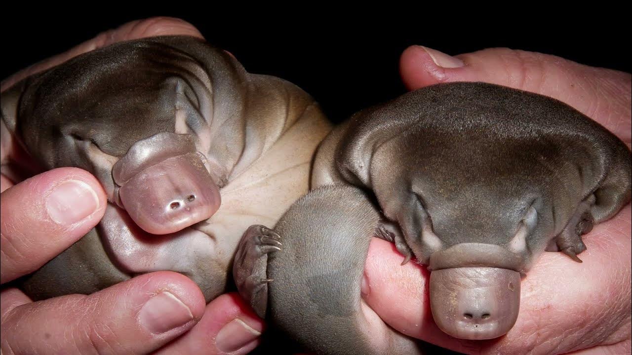 the-platypus-with-a-bill-like-a-duck-webbed-feet-like-an-otter-and