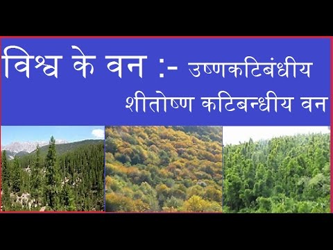 वीडियो: रियो एक उष्णकटिबंधीय सुंदरता है