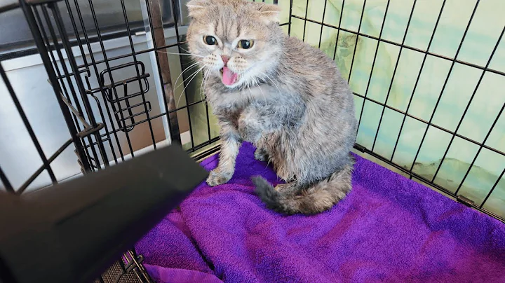 Watch the video about Traumatized Cat Poops when he sees the dryer 🙀