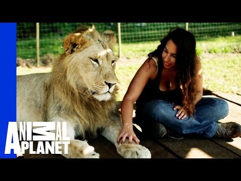 Lions Treat Woman Like the Leader of Their Pride