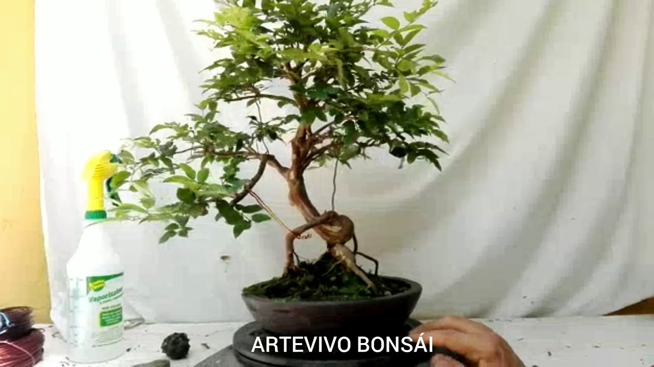 Bonsái poda, Medellín Colombia. YouTube