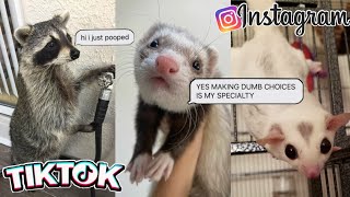 FUNNY AND CUTE PETS FROM INSTAGRAM AND TIKTOK - Unusual pet compilation by Pet Blade 334 views 2 years ago 5 minutes, 1 second
