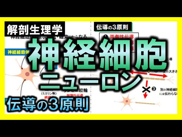 ニューロンの生理学 ニューロンの生理学 ニューロンの生理学 (1972年) (現代科学選書