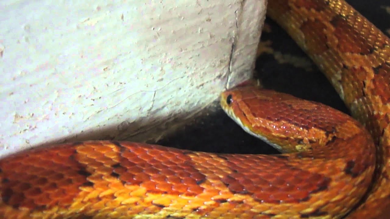 Photo inspiration: Chops The Corn Snake Exploring And Burrowing Photo Inspiration