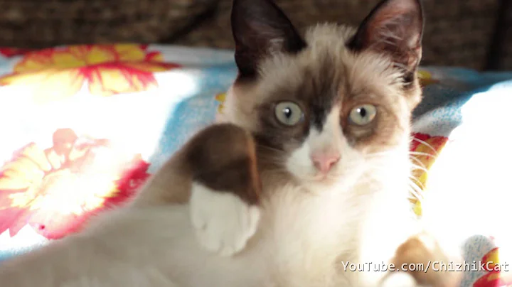 Video 306061: snowshoe cat breed, beautiful cat