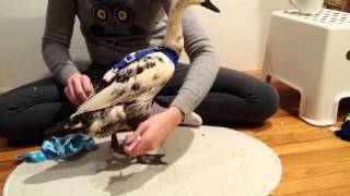 How to put a 2 Strap Walking Harness on a Duck