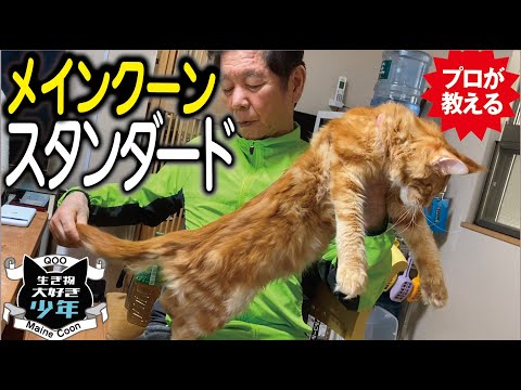 【メインクーン飼主必見】長毛種大型猫メインクーンのスタンダードとは？ショーキャットの基準、審査ポイント／メインクーンキャッテリー東京小野クーン