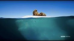 Planet Earth: Blue Planet II | Radiohead & Hans Zimmer - (ocean) bloom | BBC America  - Durasi: 5:01. 