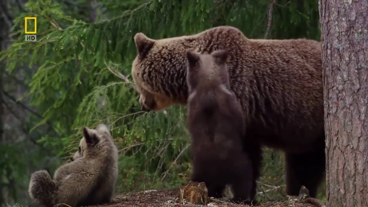 Дикая природа России Урал BBC