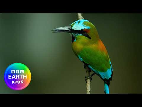 Some of Mexico's Most Fascinating Nature Moments 🦜 | BBC Earth Kids