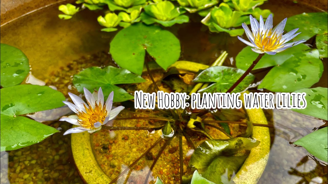 NEW HOBBY : PLANTING WATER LILIES