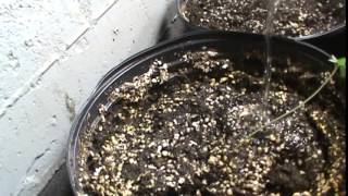 Rayc: Secret Illegal Cannabis Garden Day 11 Part 1