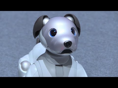 chien robot sony