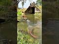 Mancing di Sini Harus Mental Baja! Ikannya Gede Banget! #fishing #shorts