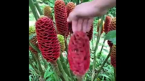 سورة التين بصوت الشيخ هشام الهراز