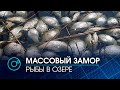 Массовый замор рыбы произошел в одном из озер Краснозерского района