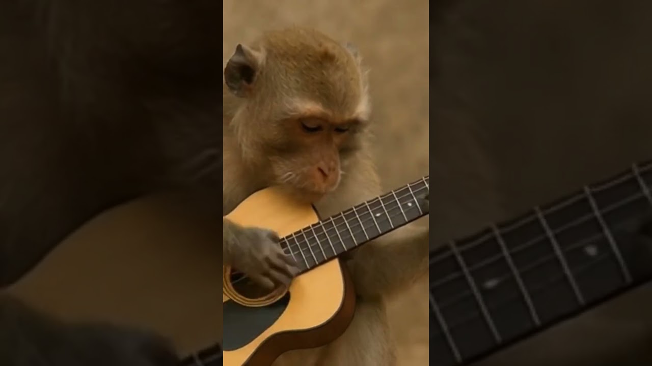 monkey playing the guitar