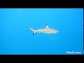 Carcharhinus melanopterus blacktip reef shark