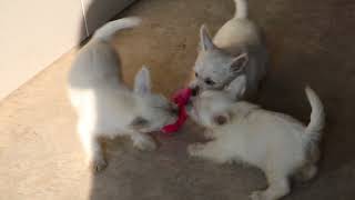 West Highland Terrier Puppies For Sale