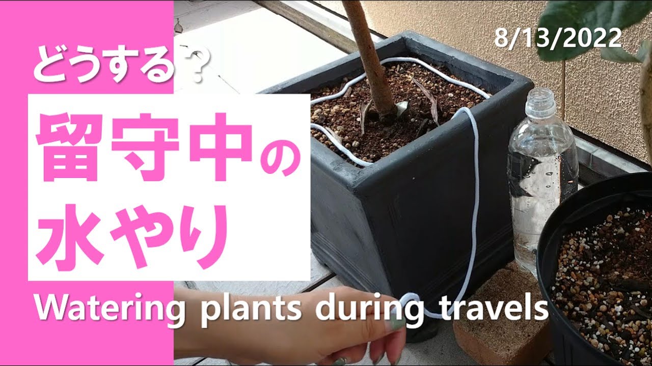 留守中の水やり｜6つの対策｜Keeping potted plants moist while you