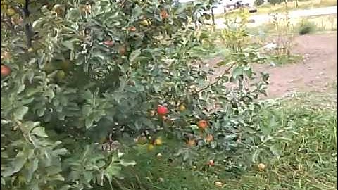 Semi-Dwarf vs. Standard Apple Trees