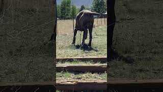 Neapolitan Mastiff trots over poles