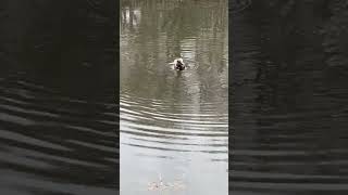 Mallard Duck Bathing Washing Cleaning Up Close