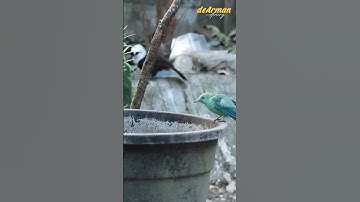 Memberi makan burung di Aviary #shorts #short #cucakijo #aviary  #kicaumania