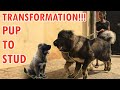 Diary of my Caucasian Shepherd: Hades, from pup to STUD の動画、YouTube動画。