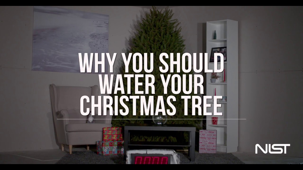 Why You Should Water Your Christmas Tree - YouTube