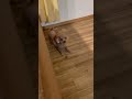隙あらばイタズラする犬　#shorts #トイプードル 　#かわいい 　#犬