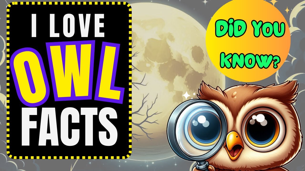 Fun Facts About Owls! HOO KNEW? | Educational Video for Kids