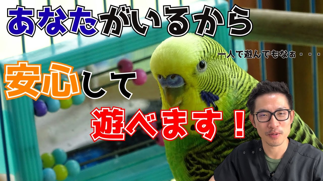 【質問コーナー】 飼い主がいるときといないときで遊び方が違うのはなぜ？インコは足りない栄養を自分で理解している？インコの爪は病気以外で黒くなる？などにお答えしました！