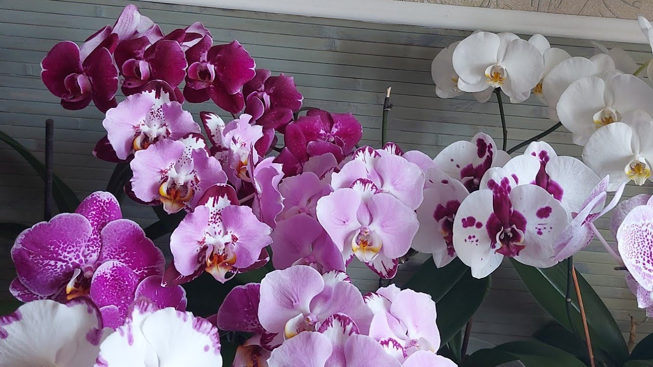 Крупноцветковые Орхидеи.  Мои орхидеи с крупными цветами