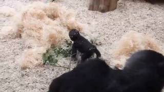 ZOO Prague  Gorillas  (Ajabu 5,5 months) VII