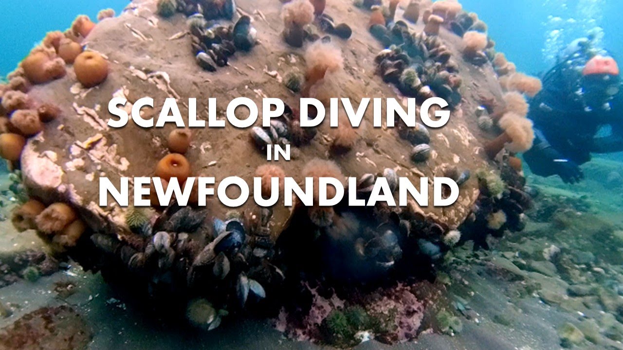 SCALLOP DIVING IN NEWFOUNDLAND