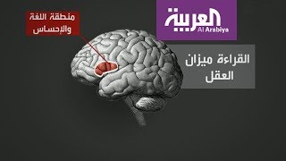العربية معرفة | القراءة تؤثر على منطقة في الدماغ مرتبطة باللغة والإحساس