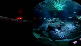 New York Aquarium Shark area 360 031826
