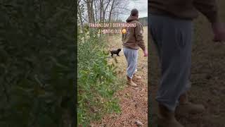 3 Month Old Hunting Puppy Training