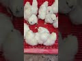 White Silkie Chicks Delivery 🐥 | 20 Chicks Sent to Gujranwala | Anwaar Fresh Farm