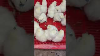 White Silkie Chicks Delivery 🐥 | 20 Chicks Sent to Gujranwala | Anwaar Fresh Farm
