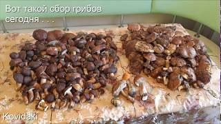 Грибы леса - съедобные и несъедобные 2018 Грибы леса - съедобные и несъедобные 2018