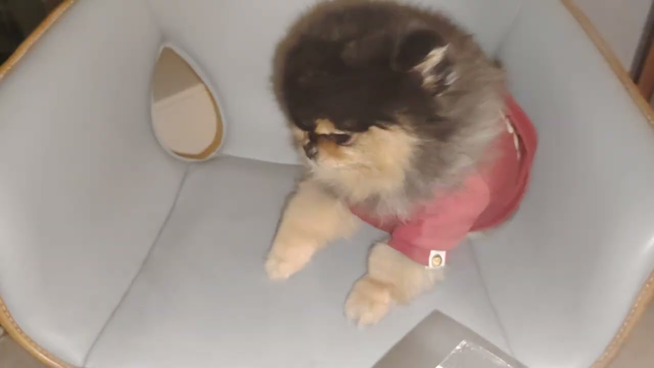 My dog Dawny snoring while he sleeping 