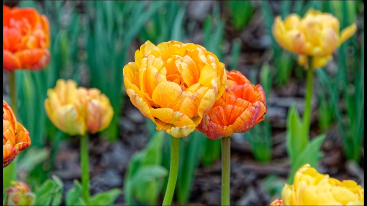 Kwiaty 2023 Dolny Śląsk