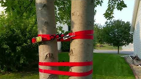 Hani the arborist - Fixing a split trunk with studded rods