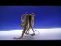 Graceful Octopus Retrieves Fish From Beaker