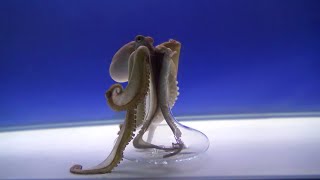 Graceful Octopus Retrieves Fish From Beaker