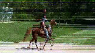 Chestnut Tennessee Walking Gelding for Sale
