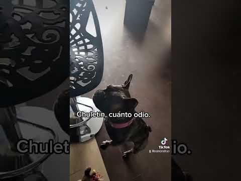QUE P3DO se le METIÓ el DI4BLO a CHULETIN | Pamonstruo